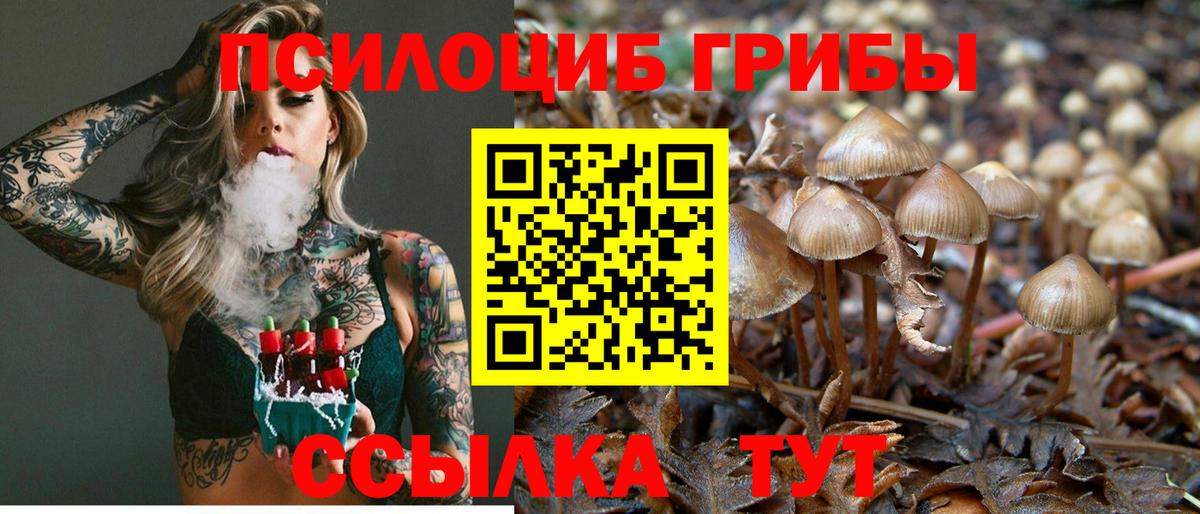 Псилоцибиновые грибы Cubensis Балтийск